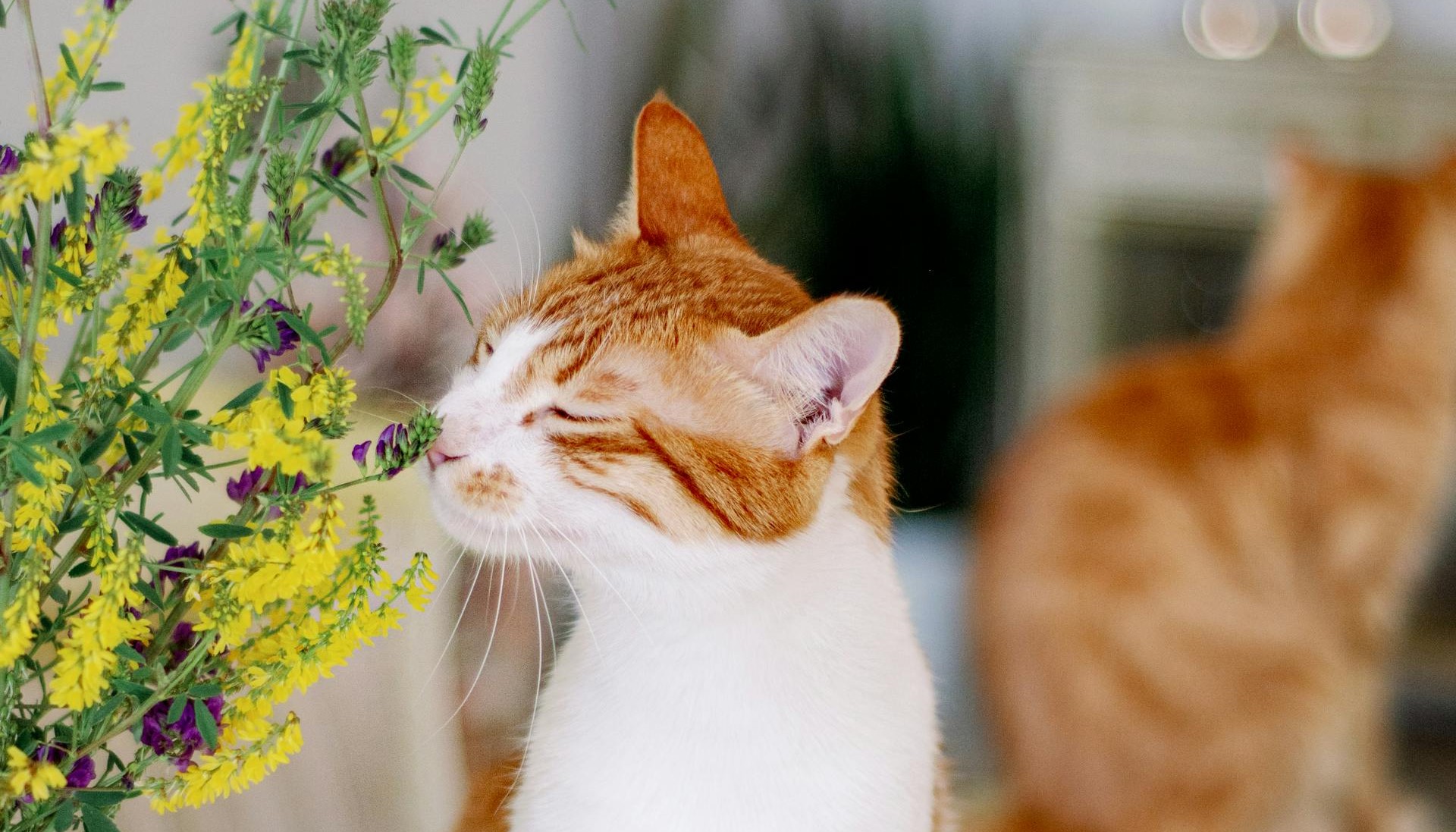 Science Of Feline Pheromones