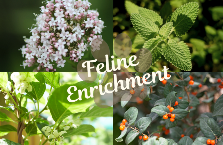 BLOG - Feline Herbal Helpers Practical Ways to Use Catnip, Valerian, Silvervine