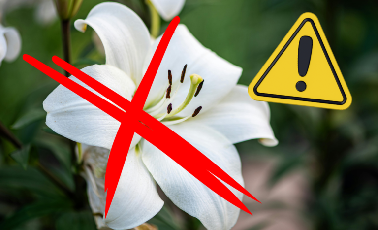 BLOG - The Hidden Dangers of Flowers in Your Garden