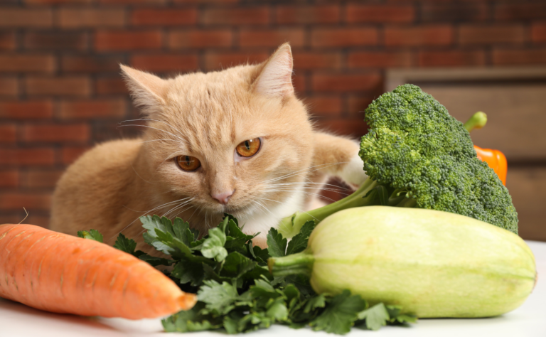 BLOG - Can Cats Thrive as Vegetarians
