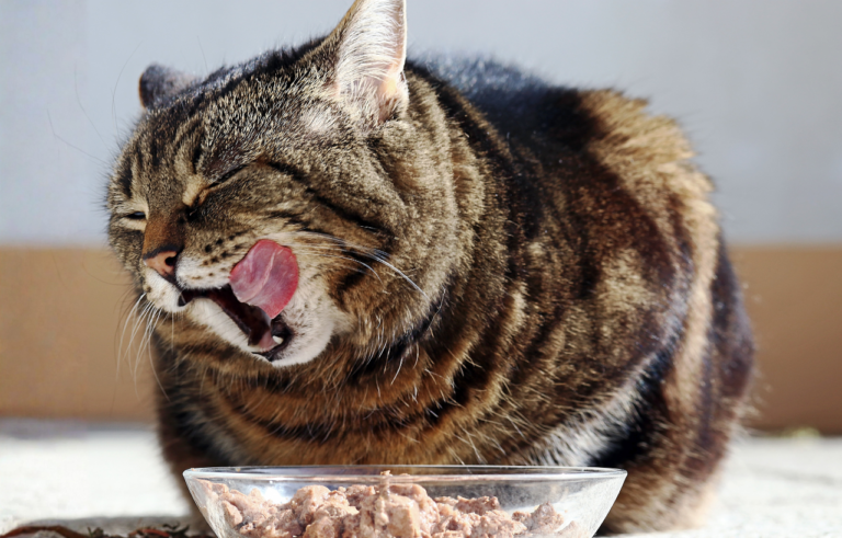 BLOG - Cat & Feeding - FINAL