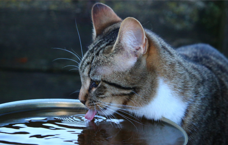 BLOG - MEOW