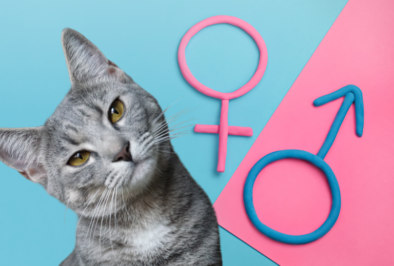 BLOG - The Science Behind - Male vs Female Cats